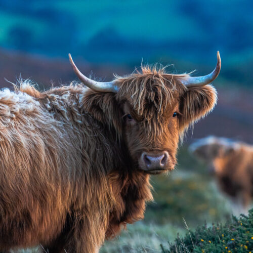 Highland Cow Dartmoor
