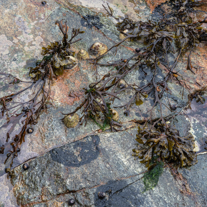 Seaweed Study 1