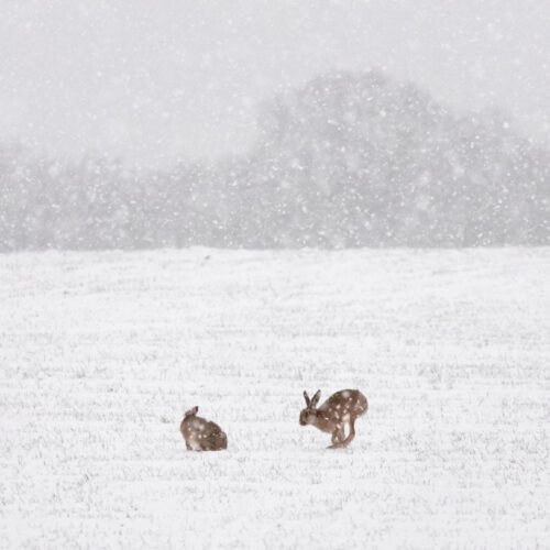 Hares In The Snow