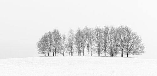 Winter Trees In Isolation